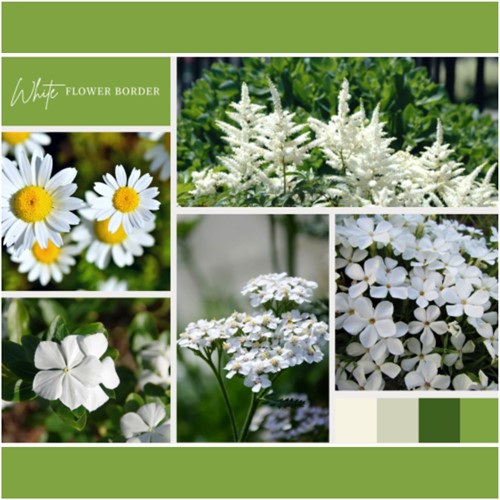 Plate-bande Blanc (9 plantes: 1,5m²)