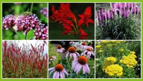 Paquet de plate-bande pour un Joyeux Jardin à papillons (9 plantes: 1,5m2)