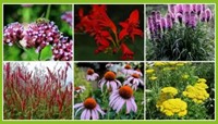 Borderpakket Vrolijke Vlindertuin (6 planten: 1m2)-2