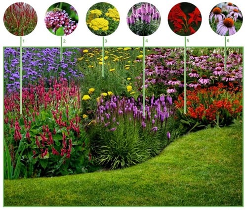 Paquet de plate-bande pour un Joyeux Jardin à papillons (12 plantes: 2m2)