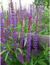 Sauge Caradonna - Salvia nemorosa (Pack de Trois)