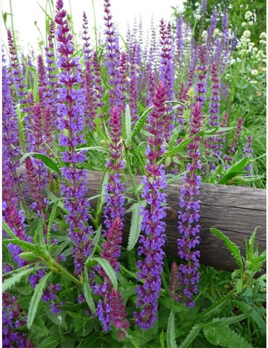 Sauge Caradonna - Salvia nemorosa (Pack de Trois)