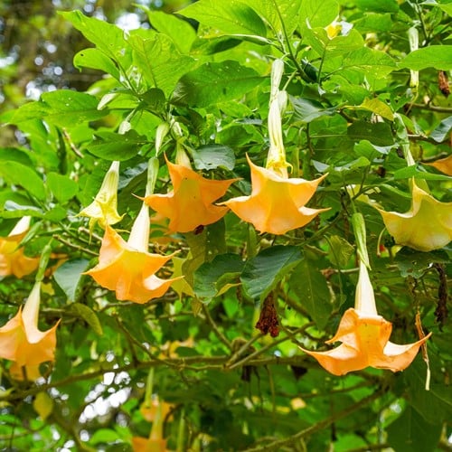 Trompette des anges Jaune - Brugmansia (Plantes en pot)
