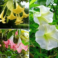 Brugmansia Mix – Trompette des anges mélangée (Pack de Trois)