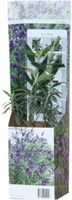 Buddleja Tricolor - Arbre à papillon-2