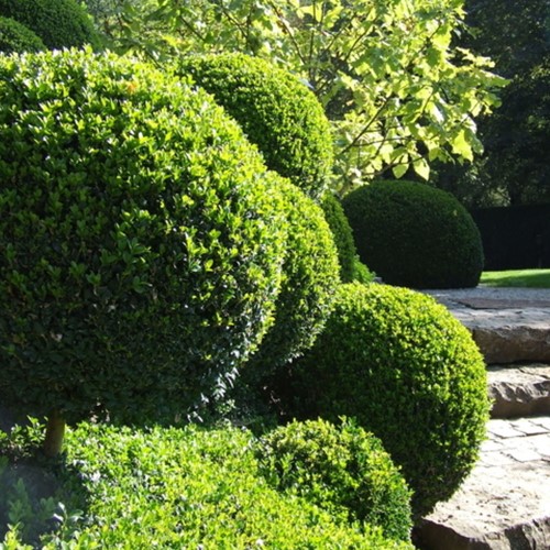 Haie de buis 1 mètre - Buxus (Pack de six)-2