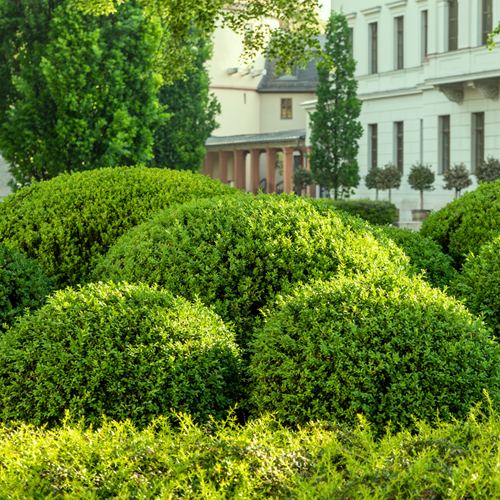 Buxus Sempervirens