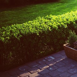Buxus Sempervirens - Buis