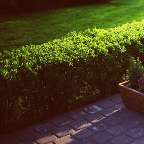 Haie de buis 1 mètre - Buxus (Pack de six)