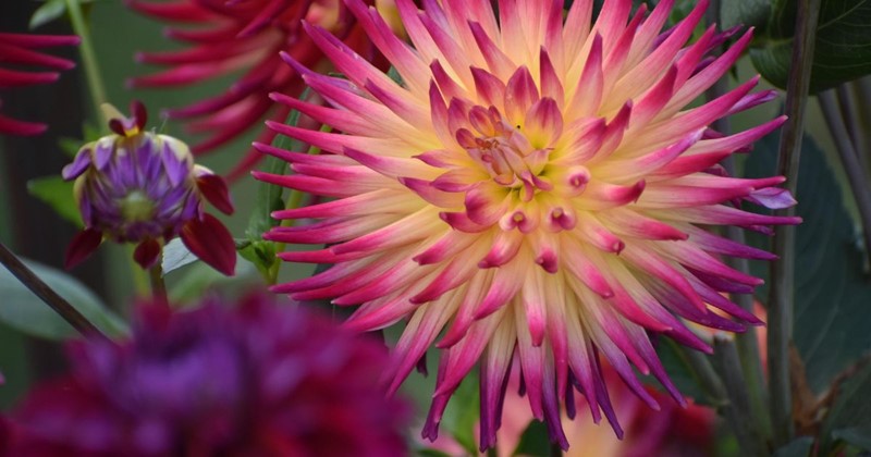 Dahlias cactus : des floraisons estivales robustes à la forme spectaculaire