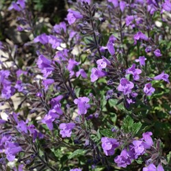 Calamintha Marvelette Blue - Calament