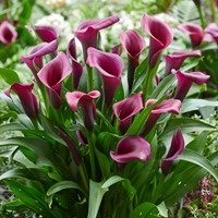 Zantedeschia Durban – Arum, Calla
