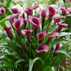 Zantedeschia Durban – Arum, Calla