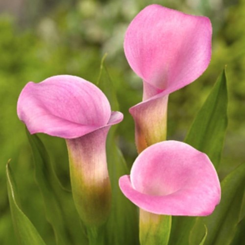 Zantedeschia Rose
