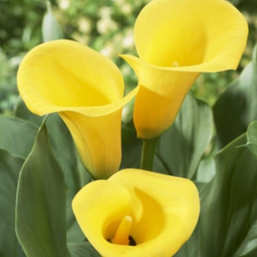 Calla Jaune - Zantedeschia