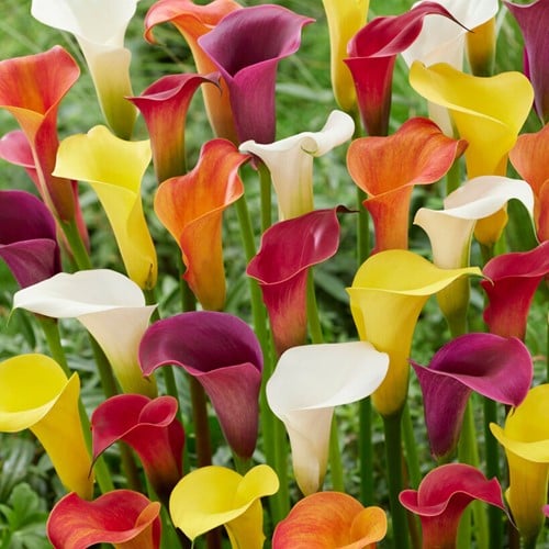 Arums en mélange - Zantedeschia