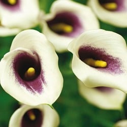 Zantedeschia Picasso - Calla