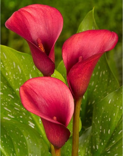 Arum Rouge - Zantedeschia