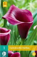 Zantedeschia Durban – Arum, Calla-2