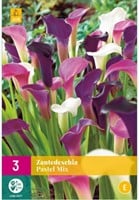 Zantedeschia Pastel Mix - Calla-2