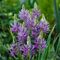 Camassia quamash - Indianenbloem
