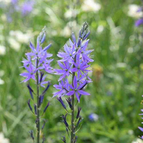 Camassia quamash Jacinthe des Indiens