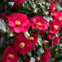 Camellia japonica Dr. King - Camélia