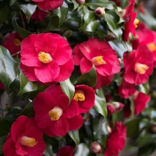 Camellia japonica Dr. King - Camélia