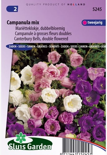 Campanule à grosses fleurs doubles Mix - Campanula mix