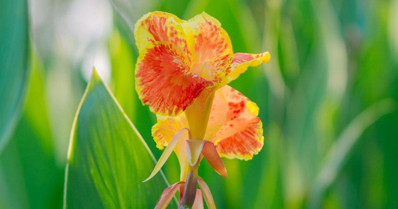 Canna : entretien, plantation et hivernage – guide complet