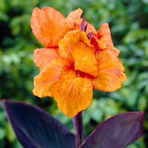 Canna Wyoming Orange