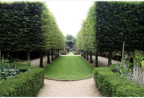Charme Commun / Charmille - Carpinus Betulus 10x