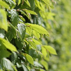 Charme Commun - Carpinus betulus