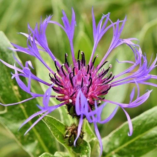 Centaurea montana - Centaurée
