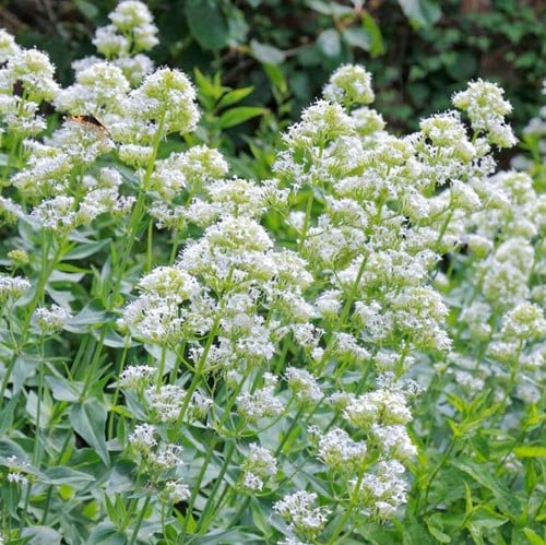 Centranthus ruber Albus – Centranthe, Valériane