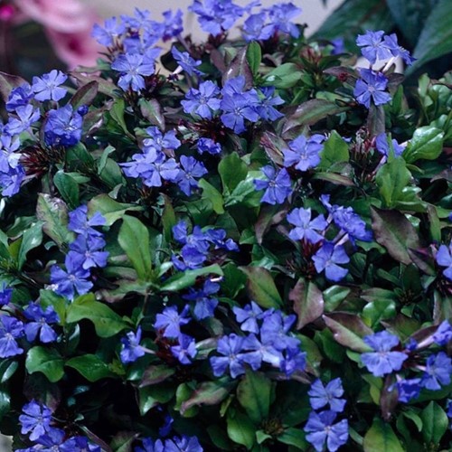 Ceratostigma plumbaginoides - Dentelaire de Chine