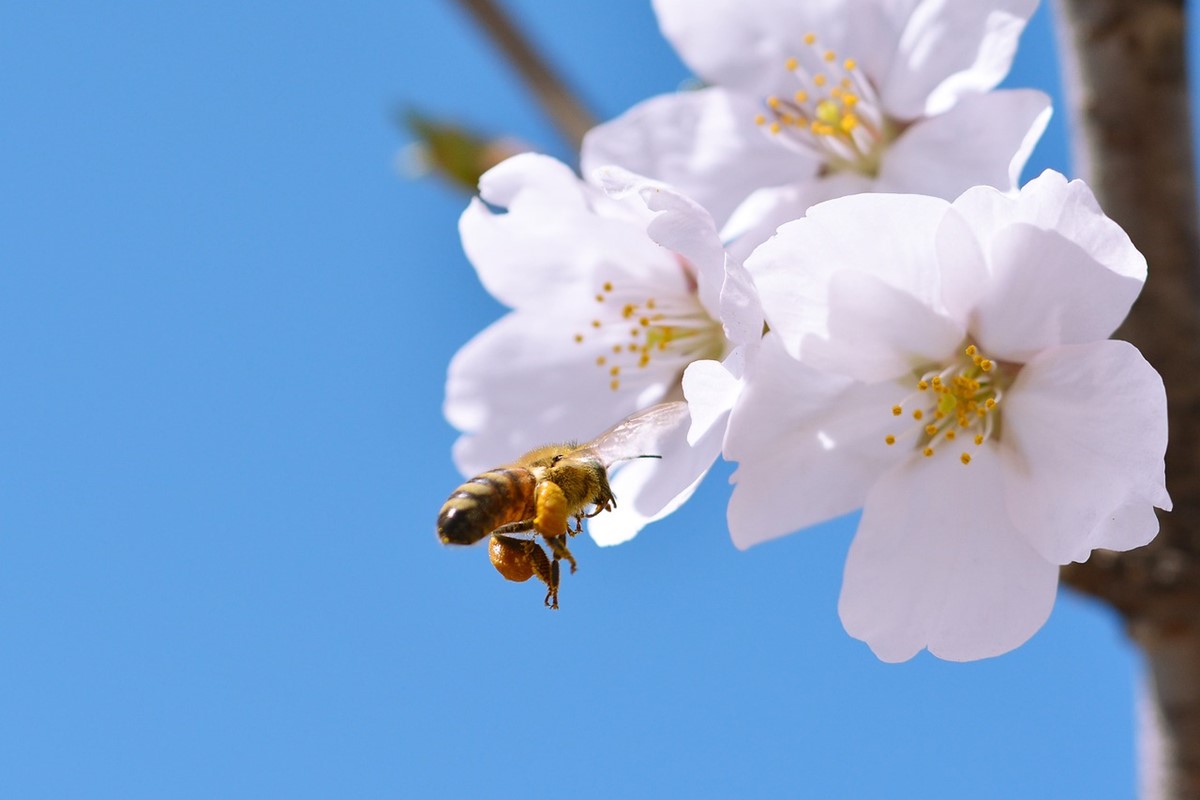 Fleurs d&apos;inspiration pour les abeilles