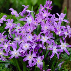 Chionodoxa luciliae - Sneeuwroem (Grootverpakking)