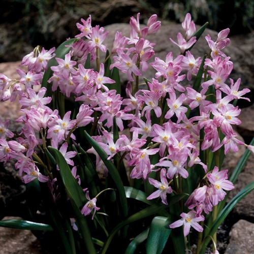 Chionodoxa Pink Giant - Gloire des Neiges