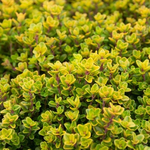 Le Thym citron Aureus - Thymus citriodorus