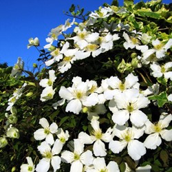 Clematis Montana Grandiflora - Clématite des montagnes
