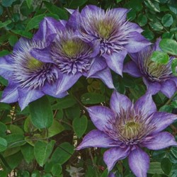 Clematis Multi Blue - Bosrank