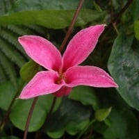 Clematis texensis Princess Diana - Clématite