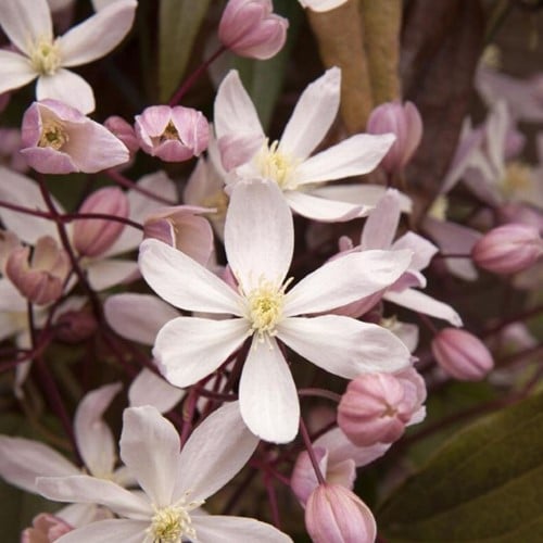 Clematis Armandii Apple Blossom - Clématite d' Armand