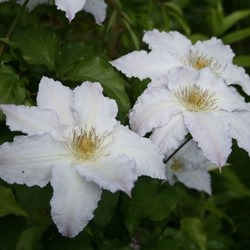 Clematis Gladys Picard - Clématite