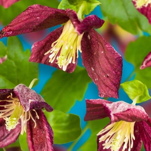 Clematis cirrhosa Landsdowne Gem - Clématite de Noël