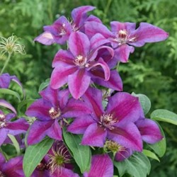 Clematis Mrs. N. Thompson - Bosrank