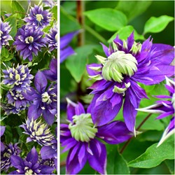 Clematis Taiga - Bosrank