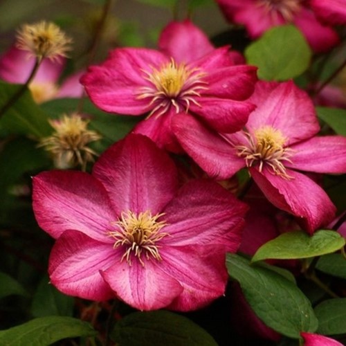 Clematis Ville de Lyon - Clématite