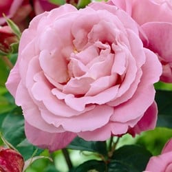 Rosier Grimpant Waltz Time - Rosa